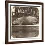 The Hippopotamus at the Zoological Gardens, Regent's Park, London, 1852-Juan Carlos-Framed Giclee Print