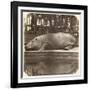 The Hippopotamus at the Zoological Gardens, Regent's Park, London, 1852-Juan Carlos-Framed Giclee Print
