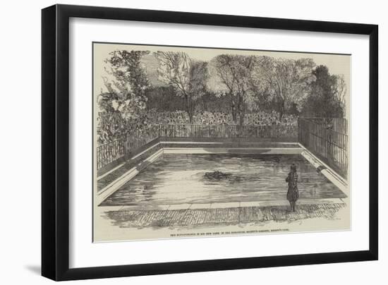 The Hippopotamus in His New Bath in the Zoological Society's Gardens, Regent's Park-null-Framed Premium Giclee Print