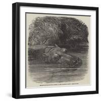 The Hippopotamus in the Gardens of the Zoological Society, Regent'S-Park-Joseph Wolf-Framed Premium Giclee Print