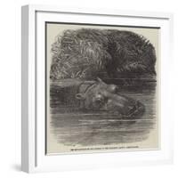 The Hippopotamus in the Gardens of the Zoological Society, Regent'S-Park-Joseph Wolf-Framed Premium Giclee Print