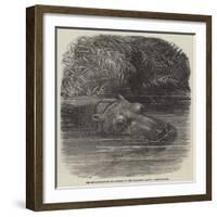 The Hippopotamus in the Gardens of the Zoological Society, Regent'S-Park-Joseph Wolf-Framed Giclee Print