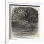 The Hippopotamus in the Gardens of the Zoological Society, Regent'S-Park-Joseph Wolf-Framed Giclee Print