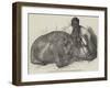 The Hippopotamus, in the Gardens of the Zoological Society, Regent'S-Park-Harrison William Weir-Framed Giclee Print