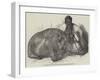 The Hippopotamus, in the Gardens of the Zoological Society, Regent'S-Park-Harrison William Weir-Framed Giclee Print