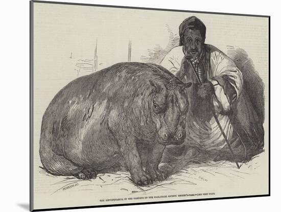 The Hippopotamus, in the Gardens of the Zoological Society, Regent'S-Park-Harrison William Weir-Mounted Giclee Print