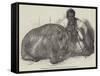 The Hippopotamus, in the Gardens of the Zoological Society, Regent'S-Park-Harrison William Weir-Framed Stretched Canvas