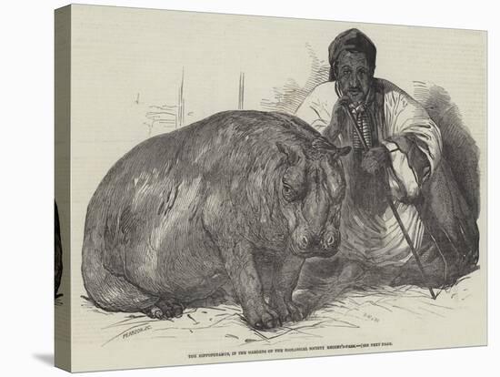 The Hippopotamus, in the Gardens of the Zoological Society, Regent'S-Park-Harrison William Weir-Stretched Canvas