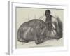 The Hippopotamus, in the Gardens of the Zoological Society, Regent'S-Park-Harrison William Weir-Framed Giclee Print