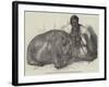 The Hippopotamus, in the Gardens of the Zoological Society, Regent'S-Park-Harrison William Weir-Framed Giclee Print