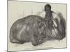 The Hippopotamus, in the Gardens of the Zoological Society, Regent'S-Park-Harrison William Weir-Mounted Giclee Print