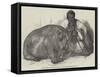 The Hippopotamus, in the Gardens of the Zoological Society, Regent'S-Park-Harrison William Weir-Framed Stretched Canvas