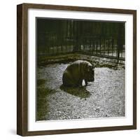 The Hippopotamus in the Jardin Des Plantes, Paris, Circa 1895-1900-Leon, Levy et Fils-Framed Photographic Print