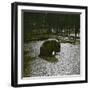 The Hippopotamus in the Jardin Des Plantes, Paris, Circa 1895-1900-Leon, Levy et Fils-Framed Photographic Print