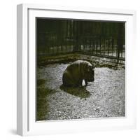 The Hippopotamus in the Jardin Des Plantes, Paris, Circa 1895-1900-Leon, Levy et Fils-Framed Photographic Print