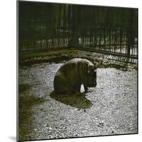 The Hippopotamus in the Jardin Des Plantes, Paris, Circa 1895-1900-Leon, Levy et Fils-Mounted Photographic Print