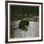The Hippopotamus in the Jardin Des Plantes, Paris, Circa 1895-1900-Leon, Levy et Fils-Framed Photographic Print