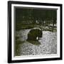 The Hippopotamus in the Jardin Des Plantes, Paris, Circa 1895-1900-Leon, Levy et Fils-Framed Photographic Print