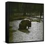 The Hippopotamus in the Jardin Des Plantes, Paris, Circa 1895-1900-Leon, Levy et Fils-Framed Stretched Canvas