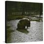 The Hippopotamus in the Jardin Des Plantes, Paris, Circa 1895-1900-Leon, Levy et Fils-Stretched Canvas