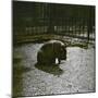 The Hippopotamus in the Jardin Des Plantes, Paris, Circa 1895-1900-Leon, Levy et Fils-Mounted Premium Photographic Print