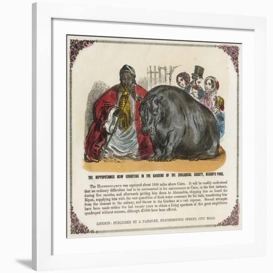 The Hippopotamus Now Exhibiting in the Gardens of the Zoological Society Print-null-Framed Giclee Print