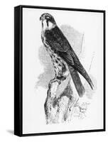 The Hobby, Illustration from 'A History of British Birds' by William Yarrell, First Published 1843-William Yarrell-Framed Stretched Canvas