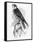 The Hobby, Illustration from 'A History of British Birds' by William Yarrell, First Published 1843-William Yarrell-Framed Stretched Canvas