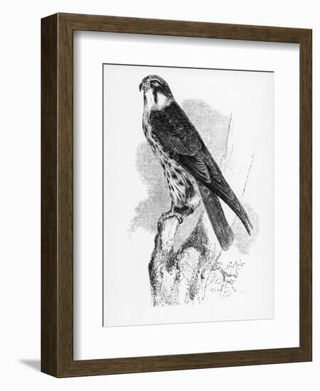 The Hobby, Illustration from 'A History of British Birds' by William Yarrell, First Published 1843-William Yarrell-Framed Giclee Print