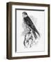 The Hobby, Illustration from 'A History of British Birds' by William Yarrell, First Published 1843-William Yarrell-Framed Giclee Print