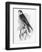 The Hobby, Illustration from 'A History of British Birds' by William Yarrell, First Published 1843-William Yarrell-Framed Giclee Print