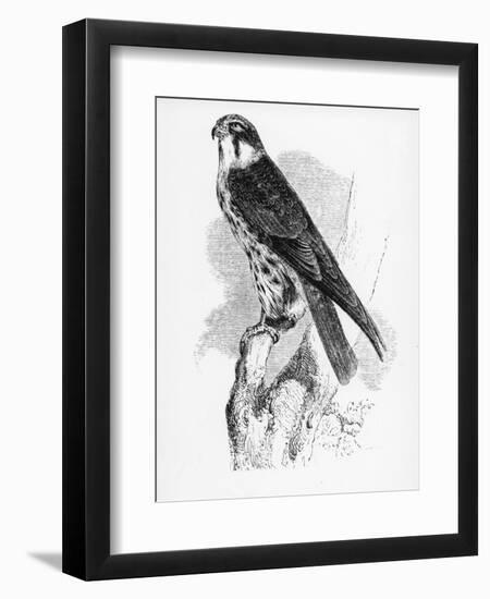 The Hobby, Illustration from 'A History of British Birds' by William Yarrell, First Published 1843-William Yarrell-Framed Giclee Print