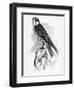 The Hobby, Illustration from 'A History of British Birds' by William Yarrell, First Published 1843-William Yarrell-Framed Giclee Print