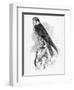 The Hobby, Illustration from 'A History of British Birds' by William Yarrell, First Published 1843-William Yarrell-Framed Giclee Print