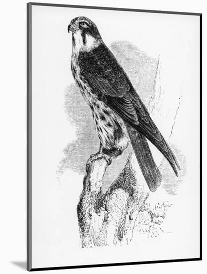 The Hobby, Illustration from 'A History of British Birds' by William Yarrell, First Published 1843-William Yarrell-Mounted Giclee Print
