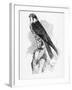 The Hobby, Illustration from 'A History of British Birds' by William Yarrell, First Published 1843-William Yarrell-Framed Giclee Print