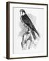 The Hobby, Illustration from 'A History of British Birds' by William Yarrell, First Published 1843-William Yarrell-Framed Giclee Print