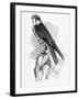 The Hobby, Illustration from 'A History of British Birds' by William Yarrell, First Published 1843-William Yarrell-Framed Giclee Print