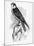 The Hobby, Illustration from 'A History of British Birds' by William Yarrell, First Published 1843-William Yarrell-Mounted Giclee Print