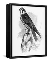 The Hobby, Illustration from 'A History of British Birds' by William Yarrell, First Published 1843-William Yarrell-Framed Stretched Canvas