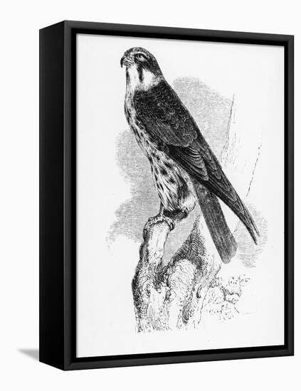 The Hobby, Illustration from 'A History of British Birds' by William Yarrell, First Published 1843-William Yarrell-Framed Stretched Canvas