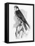 The Hobby, Illustration from 'A History of British Birds' by William Yarrell, First Published 1843-William Yarrell-Framed Stretched Canvas
