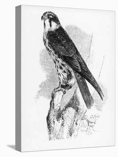 The Hobby, Illustration from 'A History of British Birds' by William Yarrell, First Published 1843-William Yarrell-Stretched Canvas