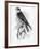 The Hobby, Illustration from 'A History of British Birds' by William Yarrell, First Published 1843-William Yarrell-Framed Giclee Print