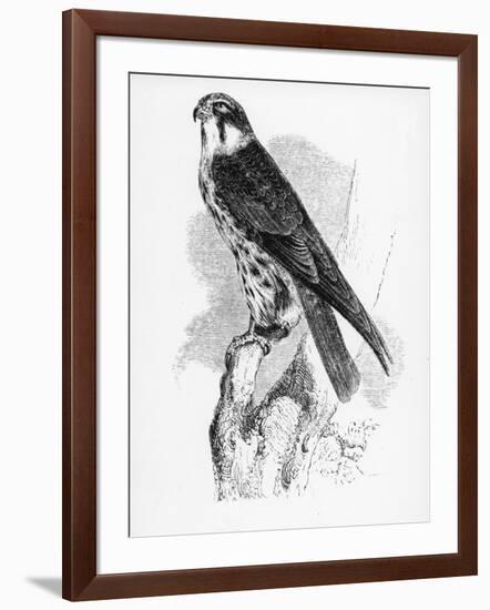 The Hobby, Illustration from 'A History of British Birds' by William Yarrell, First Published 1843-William Yarrell-Framed Giclee Print