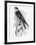 The Hobby, Illustration from 'A History of British Birds' by William Yarrell, First Published 1843-William Yarrell-Framed Giclee Print