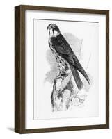 The Hobby, Illustration from 'A History of British Birds' by William Yarrell, First Published 1843-William Yarrell-Framed Giclee Print