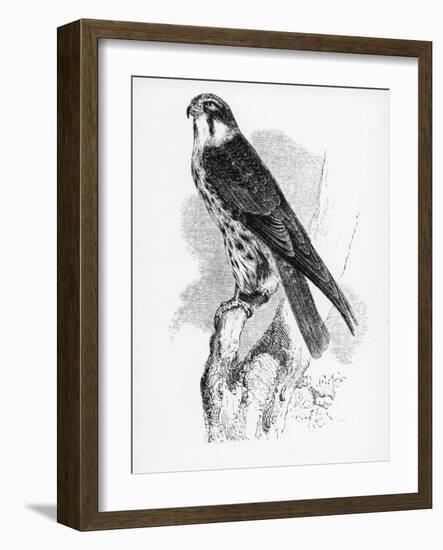 The Hobby, Illustration from 'A History of British Birds' by William Yarrell, First Published 1843-William Yarrell-Framed Giclee Print