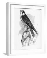 The Hobby, Illustration from 'A History of British Birds' by William Yarrell, First Published 1843-William Yarrell-Framed Giclee Print