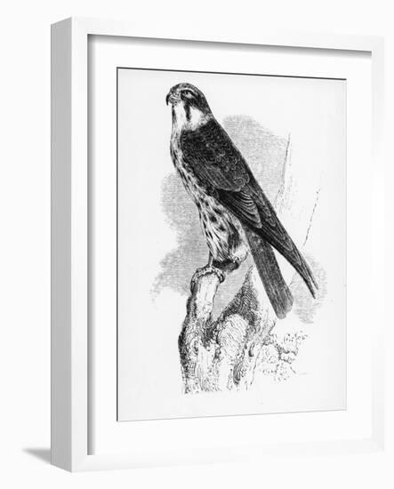 The Hobby, Illustration from 'A History of British Birds' by William Yarrell, First Published 1843-William Yarrell-Framed Giclee Print